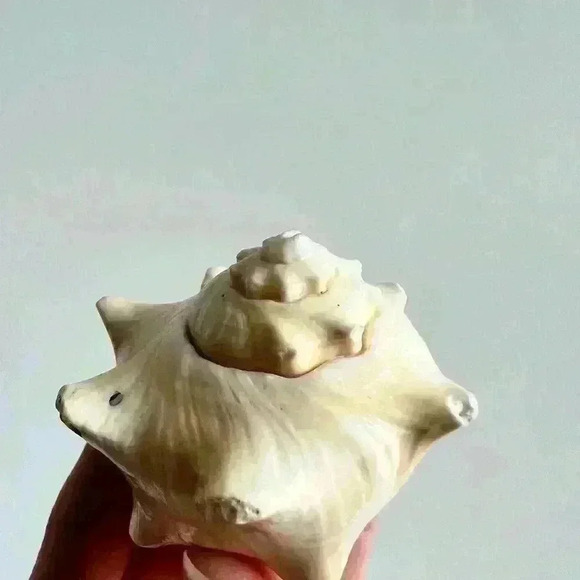 Decorative Sea  Shell Home Decor Coastal Design - Picture 7 of 14